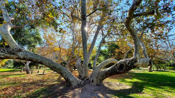 Irvine Regional Park