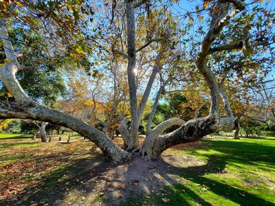 Irvine Regional Park