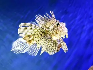 Ubatuba Aquarium