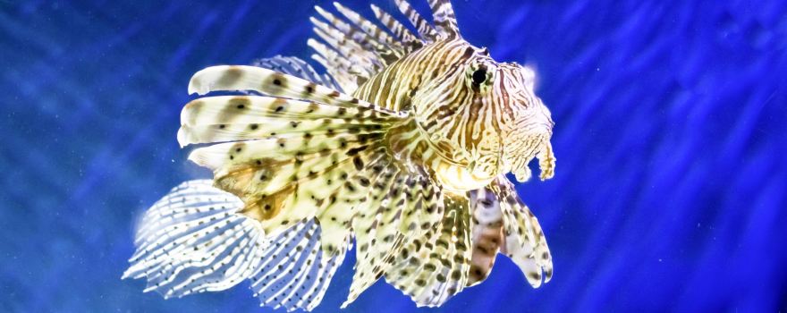 Ubatuba Aquarium