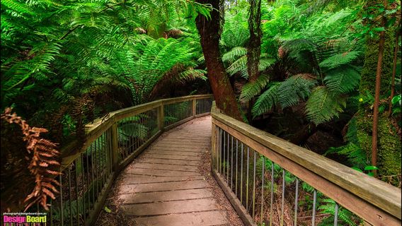 Maits Rest Rainforest
