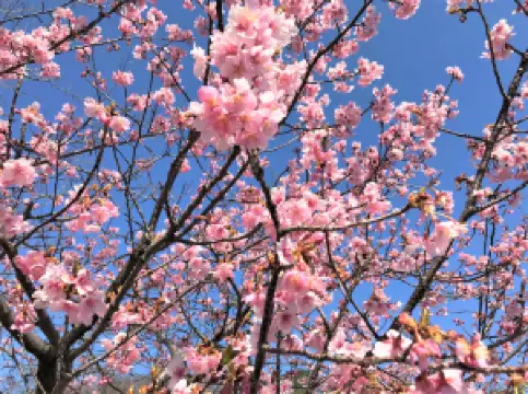 Ashikaga Flower Park