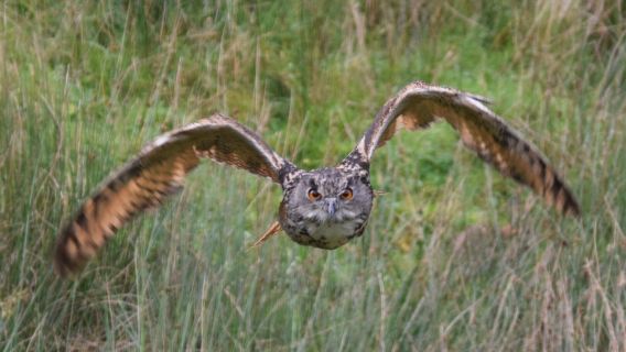 Kielder Water Bird Of Prey Centre