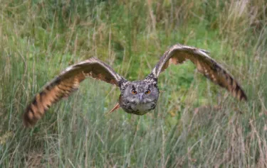 Kielder Water Bird Of Prey Centre