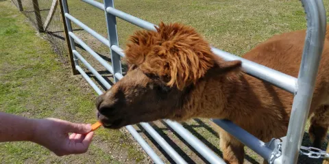 Jersey Shore Alpacas