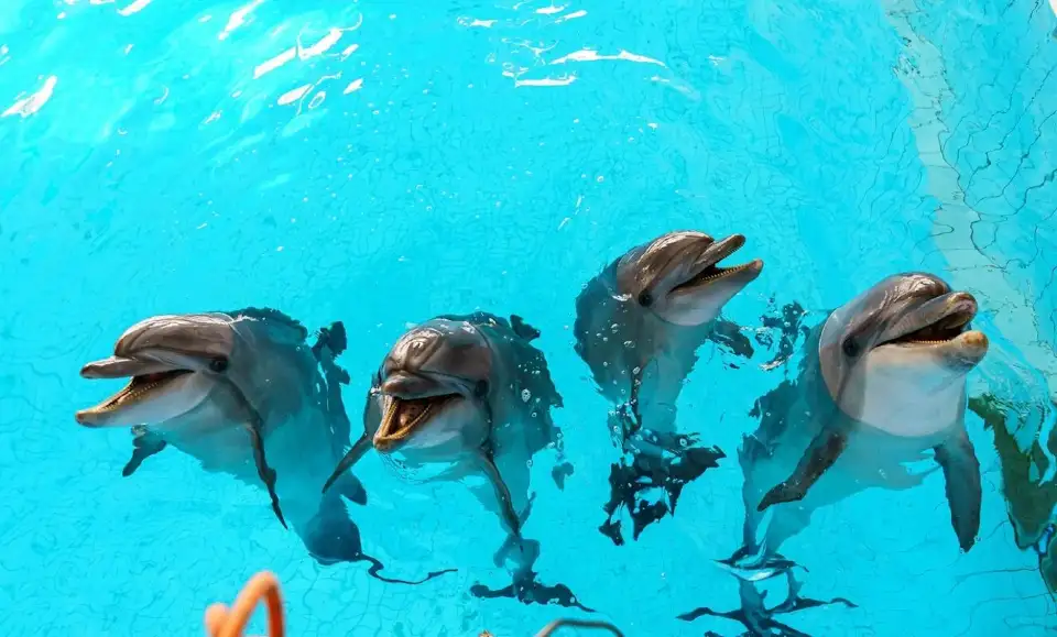 2_Dolphinarium Naberezhnye Chelny