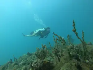 Rincon Diving & Snorkeling