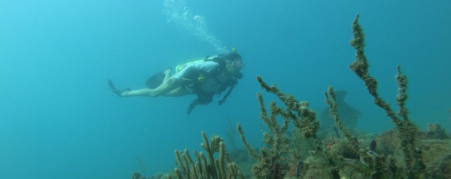 Rincon Diving & Snorkeling