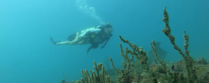 Rincon Diving & Snorkeling