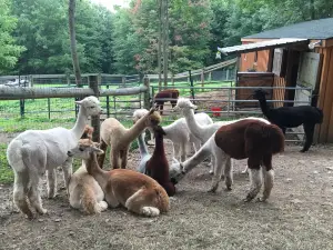 Artisan Alpacas LLC