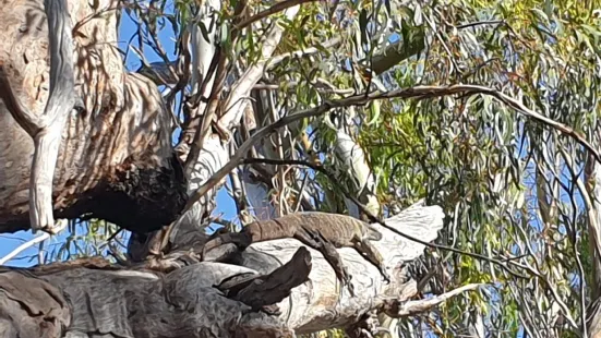 Proud Mary - Murray River Day Cruises