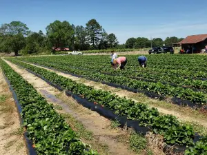 Southern Grace Farms