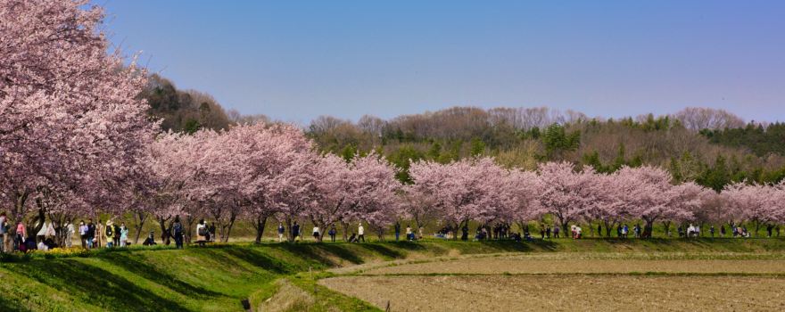 Kitaasaba Sakurazutsumi Park