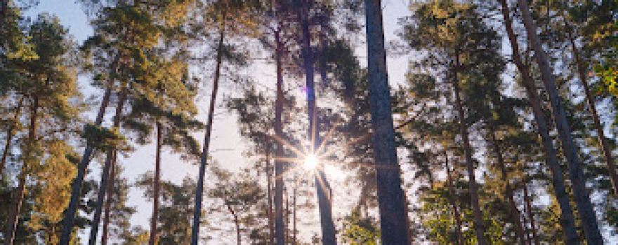 Chaddesley Woods National Nature Reserve