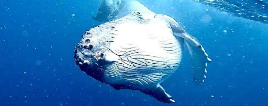 Vava'u Whale Watching Adventures