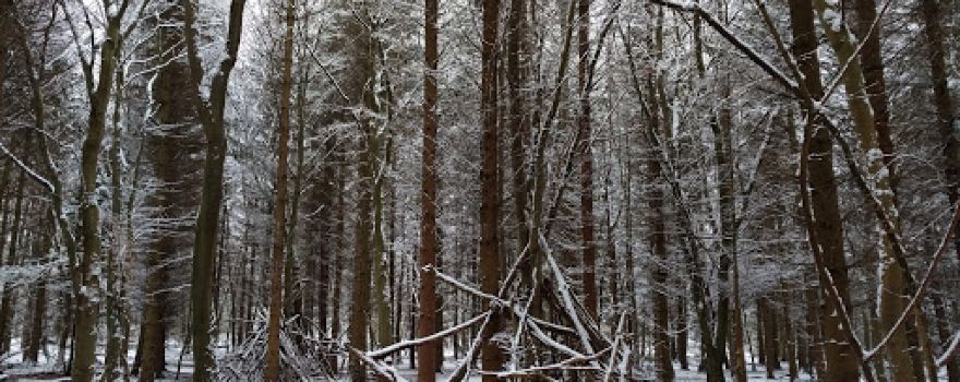 Wynyard Manor Woods