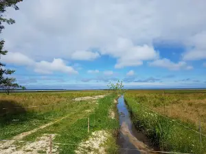 Arteesiakaevud