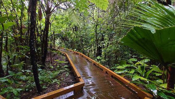 Kume Island Firefly Protection Association.(Firefly Museum.)