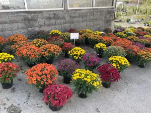 Iannetti's Garden Center