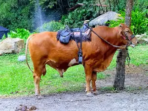Granja Extrema