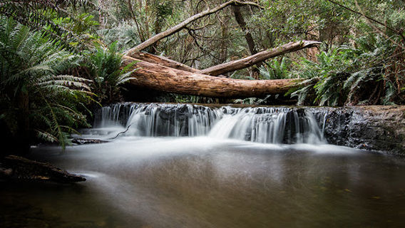 Mount Field Campground