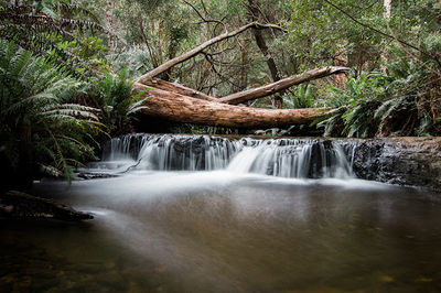 Mount Field Campground