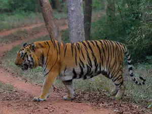 MAMLA TADOBA SAFARI GATE