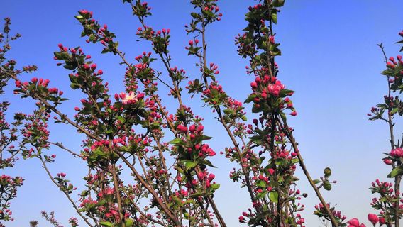 菏澤黃河水利風景區高村黃河歷史文化苑