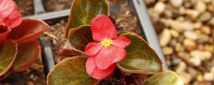 Ystwyth Garden Nursery