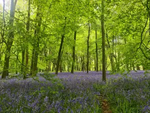 Chilterns National Landscape