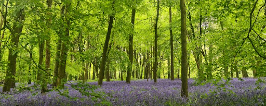 Chilterns National Landscape