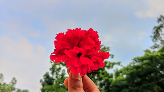 Kaliakair Pourashava Park