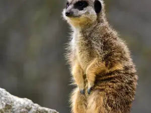 Tierpark Stadt Haag