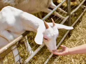 Leahy's Open Farm