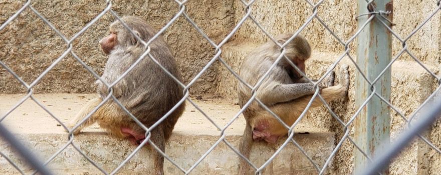 Zoologico de Quilpue