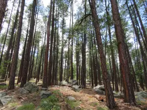 Prescott National Forest