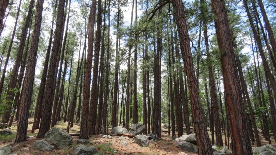 Prescott National Forest
