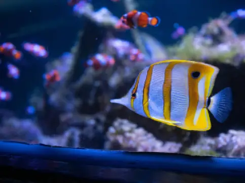 Nausicaá Centre National De La Mer