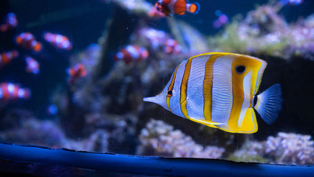 Nausicaá - Centre national de la Mer