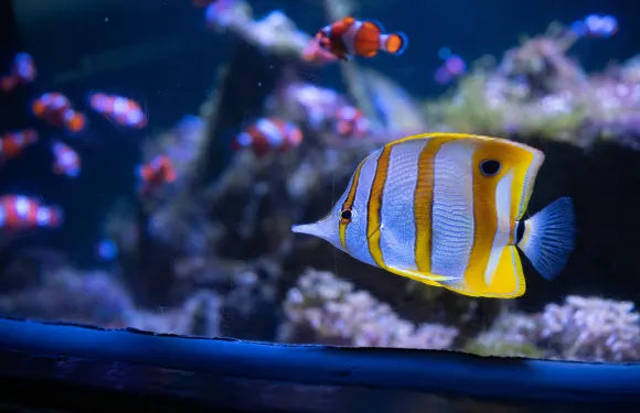瑙喜嘉國家水族館門票學生