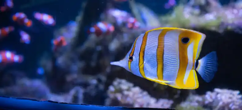 濱海布洛涅酒店