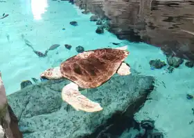 Acquario di Livorno