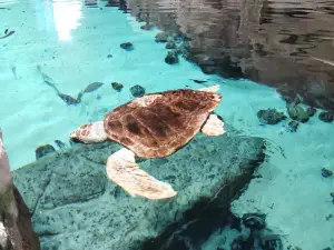 Acquario di Livorno