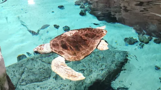 Acquario di Livorno