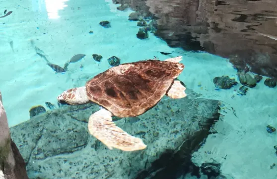 Acquario di Livorno門票優待