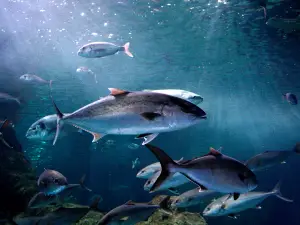 Aquarium Costa De Almeria