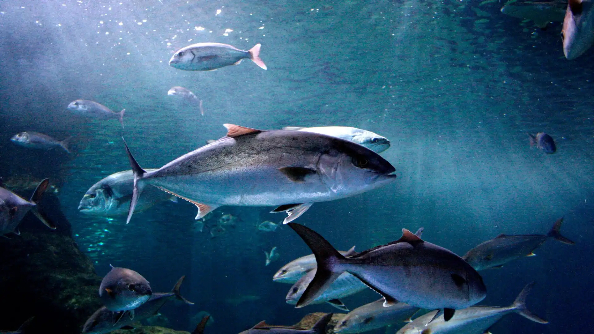 Hotels near Aquarium Costa De Almeria