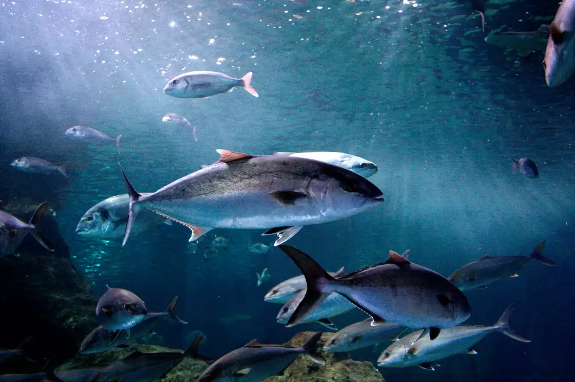 Hotels near Aquarium Costa De Almeria
