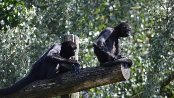 Zoo Osnabruck