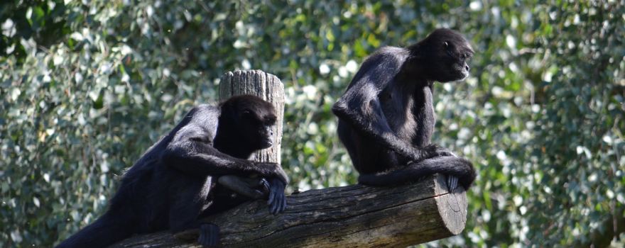 Zoo Osnabruck